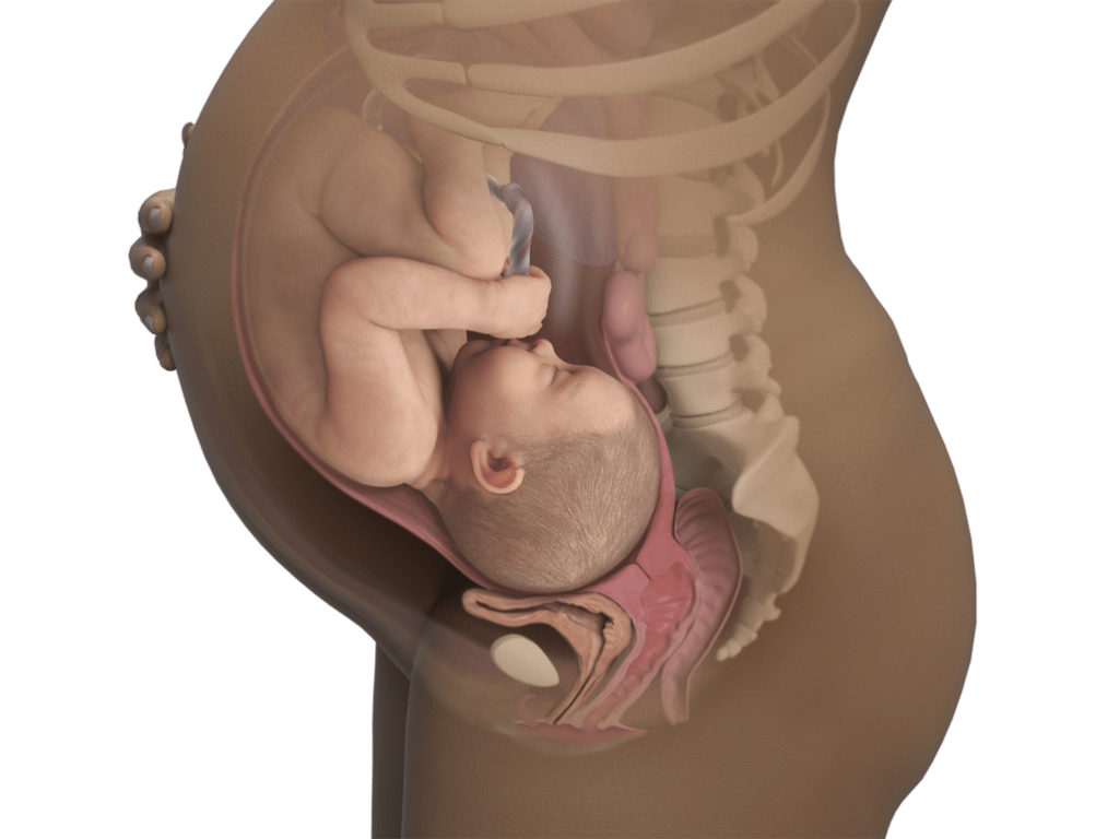 41-weeks-pregnant_4x3.png.pagespeed.ce.GvEnfe4ELw